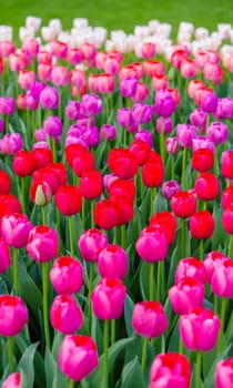 beautiful blooming tulips closeup in spring time