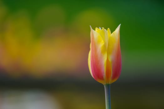 beautiful blooming tulips closeup in spring time