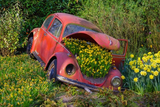 LISSE, NETHERLANDS - APRIL 22, 2018: Old VW beetle car decorated with beautiful yellow narcissus flowers