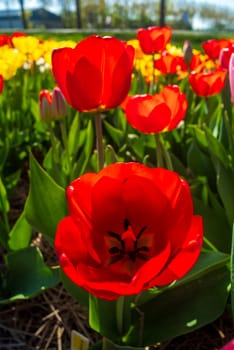 colorful blooming tulips in the netherlands