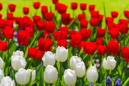 beautiful blooming tulips closeup in spring time