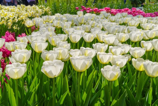 beautiful blooming tulips closeup in spring time