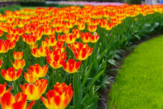beautiful blooming tulips closeup in spring time