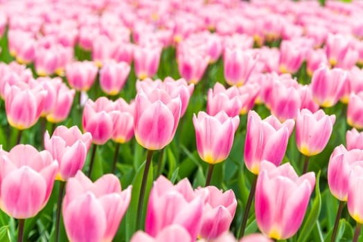 beautiful blooming tulips closeup in spring time