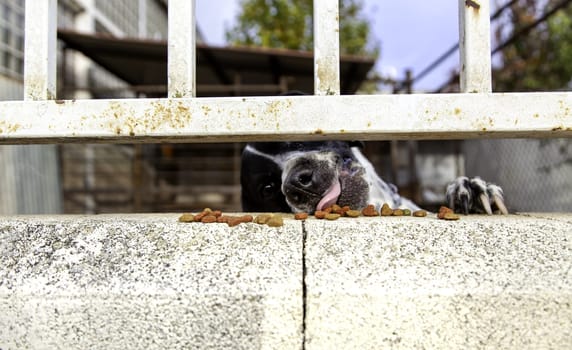 Detail of homeless pet, animal abandonment