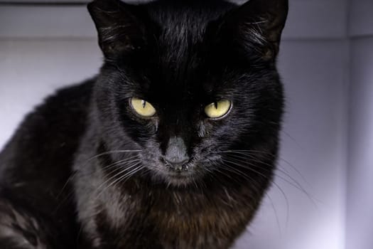 Detail of abandoned cat alone on the street, animal adoption
