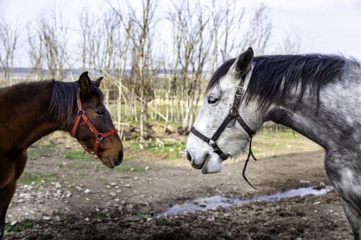 Detail of mammal animals on a farm, sport