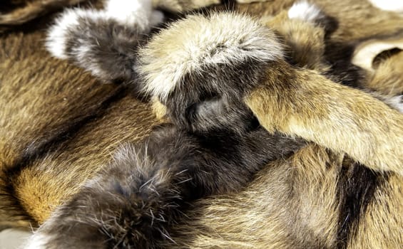 Animal skin detail for making clothes, hair