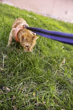 Detail of domestic cat walking down the street, pet
