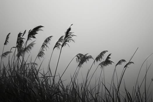 Sea oats sway gently in the fog, their slender blades capturing the essence of a misty day at the beach. The black and white tones evoke a sense of tranquility and mystery.