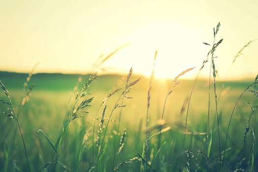 The sun is setting low in the sky, casting a warm glow over a vast field of green grass. The blades of grass sway gently in the breeze as the sun dips below the horizon.