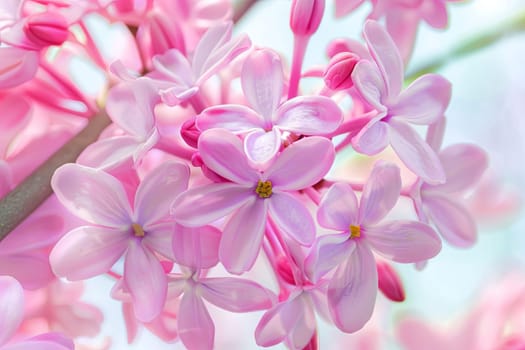 Multiple pink flowers in various stages of blooming, showcasing vibrant colors and delicate petals. The flowers are clustered together, creating a colorful and lively scene.