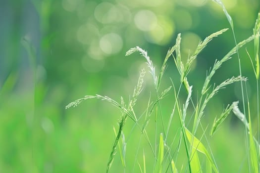 This close-up photo captures a patch of green grass in a vast field. The blades of grass are illuminated by the sun, showcasing their texture and color variation.