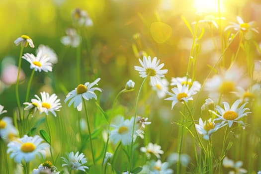 A field filled with white and yellow daisies, with the sun setting in the background, casting a warm glow over the flowers.