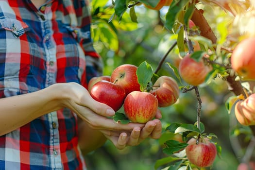 A person standing on a ladder in an orchard, reaching up to pluck ripe apples from the branches of a tree. The individual carefully selects each apple, placing them in a basket on the ground below.