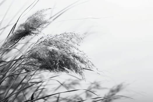 This black and white scene captures a cluster of tall grass swaying gently in the wind. The grass blades stand tall, creating a sense of movement and tranquility.