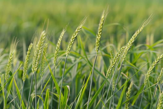 This close-up shot showcases a vast field filled with lush green grass. The individual blades of grass are visible, creating a dense and vibrant carpet of greenery.