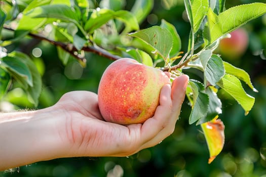 A hand is reaching out and grasping a ripe red apple on a tree branch. The fingers gently wrap around the fruit as it is plucked from the tree in a close-up view.