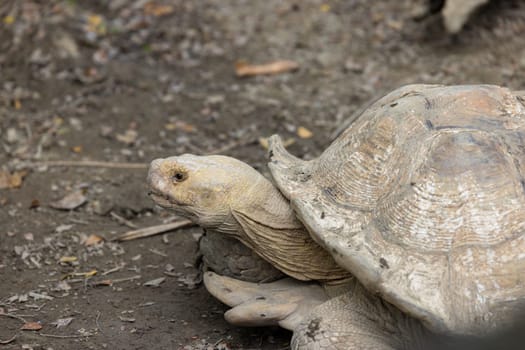 African spurred tortoise in zoo park