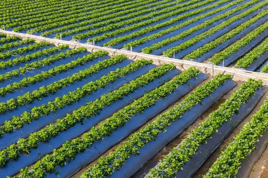 Strawberry field in Taiwan miaoli