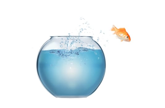 Goldfish leaps out of the aquarium to throw itself into the ocean