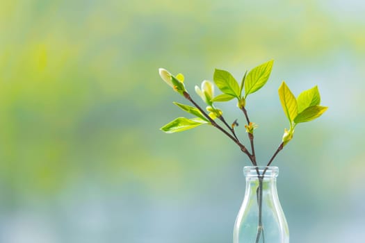 A clear glass vase holds a single branch with sparse leaves, creating a minimalist and elegant display. The branch stands upright, slightly leaning to one side within the vase, against a neutral background.