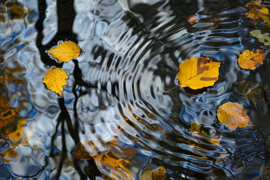 Numerous yellow leaves are floating on the surface of a body of water, creating a vivid and colorful display. The leaves drift aimlessly, carried by the gentle current of the water.