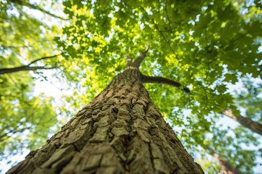 Looking up at a tall tree standing amidst the lush greenery of a dense forest. The trees trunk is thick, its branches reaching towards the sky, and leaves filtering sunlight above.