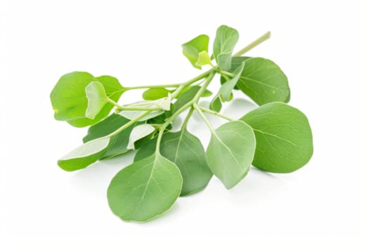 Numerous green leaves are clustered together against a stark white backdrop. The leaves exhibit varying shades of green, showcasing their intricate vein patterns and delicate edges. The contrast between the vibrant foliage and the minimalist white surface creates a visually striking scene.