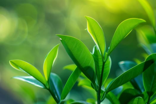 This close-up view showcases a vibrant green leafy plant, highlighting the intricate details of its foliage. The light catches the leafs veins, emphasizing its texture and natural beauty.