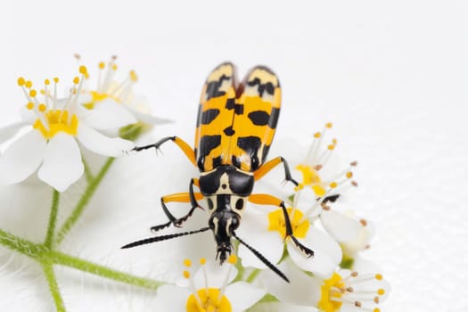 A close-up view of a bug perched on a vibrant flower, delicately consuming the nectar from its petals. The bugs intricate features and the flowers vivid colors create a striking contrast.