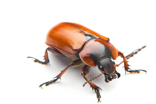 A detailed view of a beetle on a plain white background, showcasing its intricate body structure and unique features. The beetle appears stationary, allowing for a clear examination of its characteristics.