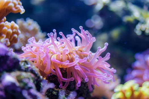 A group of sea anemones with vibrant colors and waving tentacles are clustered together in an aquarium, swaying gently with the water currents.