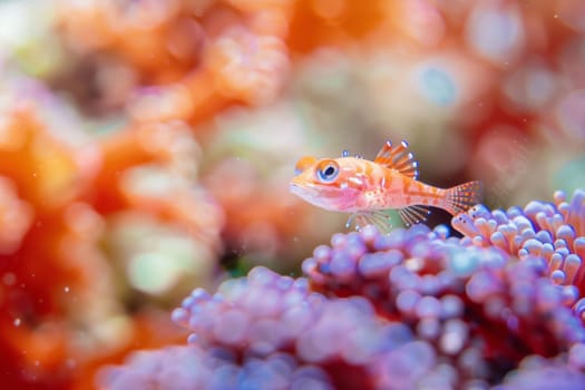 A fish can be seen swimming gracefully in the clear water, its fins propelling it forward effortlessly. The water ripples around it as it moves through its natural habitat.