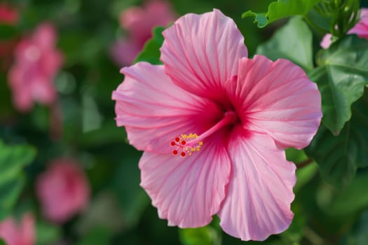 A pink flower with delicate petals stands out against a background of lush green leaves. The vibrant colors create a striking contrast in this close-up shot of natures beauty.