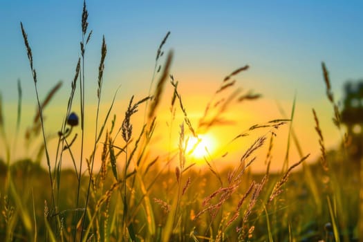 The sun is slowly descending in the sky, casting a warm golden glow over the grassy field. The sky is painted in shades of pink and orange as the day transitions into night.