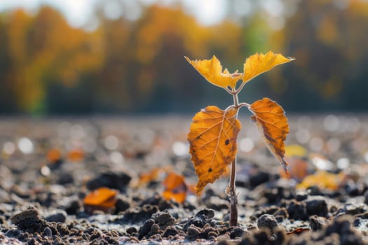 A single green leaf is sprouting from the earth, showcasing the beginning stages of growth and new life in nature. The leaf is surrounded by soil and small rocks, with the sun shining down on it.