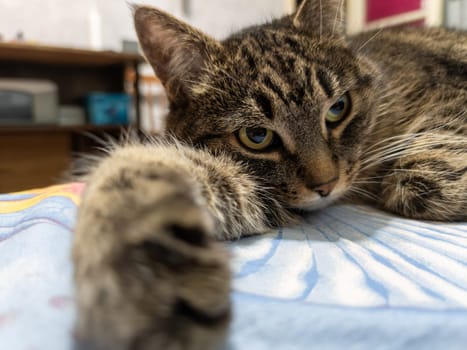 Gray tabby female cat on a bed, wide angle closeup view with paw stretched toward camera.