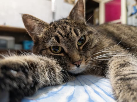 Gray tabby female cat on a bed, wide angle closeup view with paw stretched toward camera.