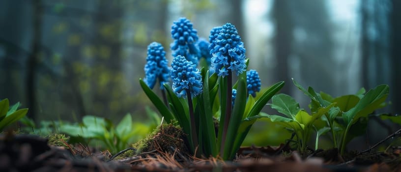 A serene display of blue hyacinths flourishing in an enchanted forest, basking in the ethereal glow of a sunlit backdrop.