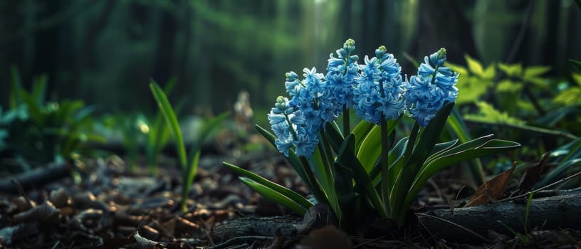 A serene display of blue hyacinths flourishing in an enchanted forest, basking in the ethereal glow of a sunlit backdrop.
