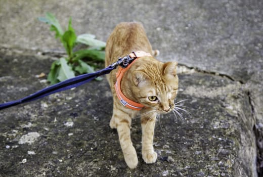 Detail of domestic cat walking down the street, pet