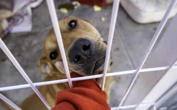 Detail of an abandoned dog in a kennel looking for a hogra, animal abuse