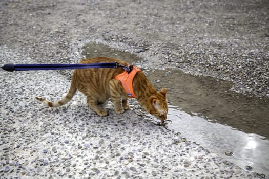 Detail of domestic cat walking down the street, pet