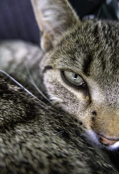 Detail of domestic animals abandoned in the street, animal abuse