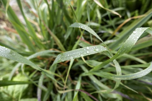 Detail of fresh grass wet by rain in nature