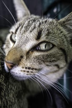 Detail of domestic animals abandoned in the street, animal abuse