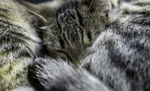 Detail of domestic animals abandoned in the street, animal abuse