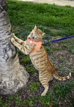 Detail of domestic cat walking down the street, pet