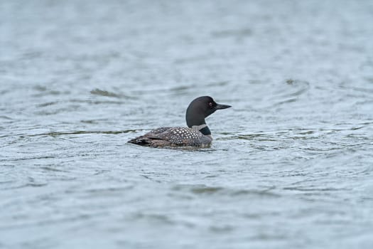 Loon Swimming in a North Woods Lake on Whitefish Lake in Northern Manitoba